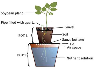 Nutrient Deficiencies Are Key Constraints to Grain Legume Productivity on “Non-responsive” Soils in Sub-Saharan Africa